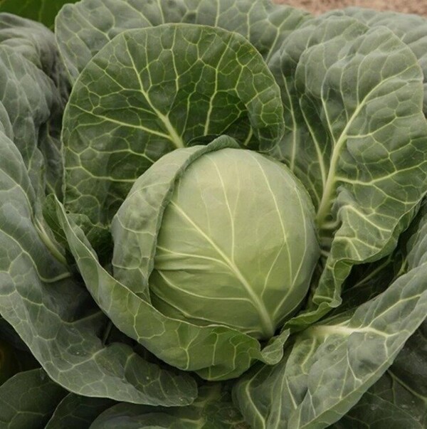 Капуста Болікор F1 1000 нас. Syngenta Капуста Болікор F1 1000 нас. Syngenta