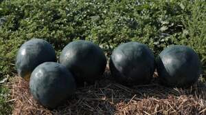 Арбуз Лориан F1 1000 семян. (Syngenta) Арбуз Лориан F1 1000 семян. (Syngenta)