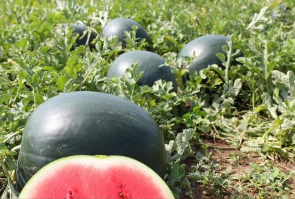 Кавун Лоріан F1 1000 нас. Syngenta Кавун Лоріан F1 1000 нас. Syngenta