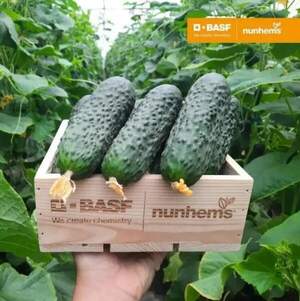 Огурец Пикскор F1, 10 семян. А. (Nunhems)