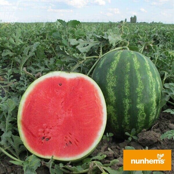 Арбуз Талисман F1 50 семян. А. Арбуз Талисман F1 50 семян. А.