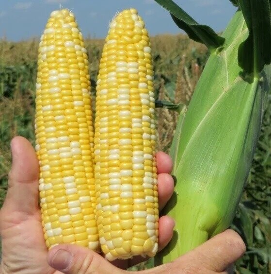 Кукурудза цукрова БСС1075 F1 100 000 нас, Syngenta Кукурудза цукрова БСС1075 F1 100 000 нас, Syngenta