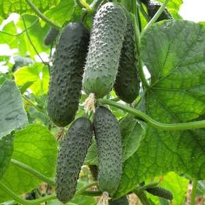 Огурец Пикскор F1, 50 семян. А. (Nunhems) Огурец Пикскор F1, 50 семян. А. (Nunhems)