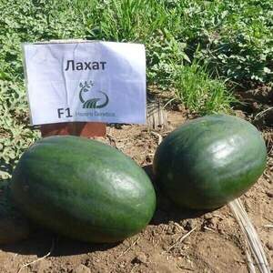 Кавун Лахат F1 50 нас. А (Hazera)
