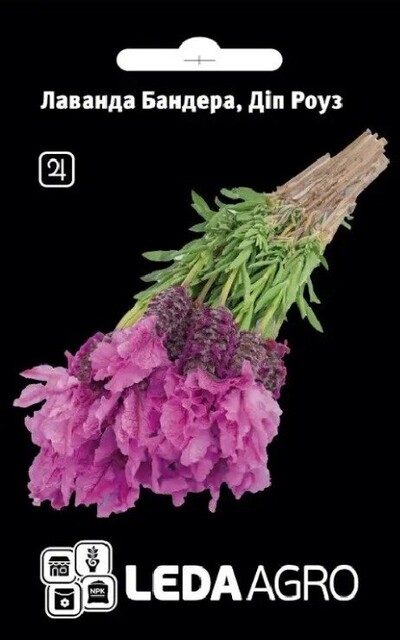 Лаванда Бандера Діп Роуз 5нас. L Лаванда Бандера Діп Роуз 5нас. L