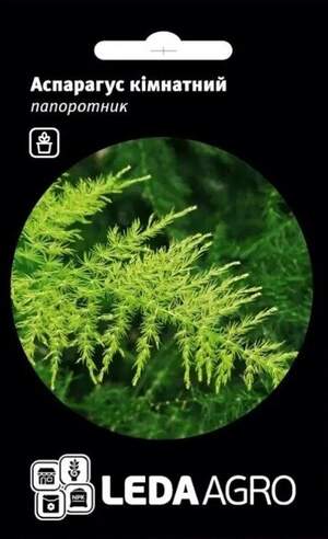 Аспарагус комнатный папоротник 5 семян. L