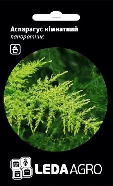 Аспарагус кімнатний, папоротник 5 нас. L Аспарагус кімнатний, папоротник 5 нас. L