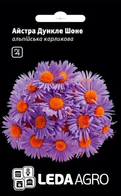 Айстра Дункле Шоне альпійська, карликова 10нас. L Айстра Дункле Шоне альпійська, карликова 10нас. L
