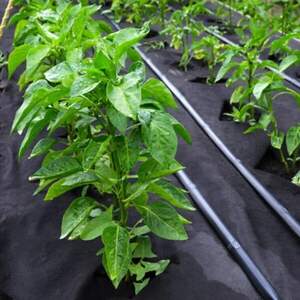 Агроволокно чорне 50 г/кв.м (3,2*100 м) AGREEN Агроволокно чорне 50 г/кв.м (3,2*100 м) AGREEN