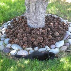 Шишки сосновые (мелкая) 50л Шишки сосновые (мелкая) 50л