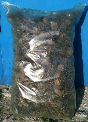 Шишки соснові  (мілка ) 50л