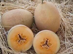 Дыня Дакаро F1 500 семян. (Enza Zaden) Дыня Дакаро F1 500 семян. (Enza Zaden)