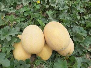 Диня Дакаро F1 – 500 нас.  Enza Zaden