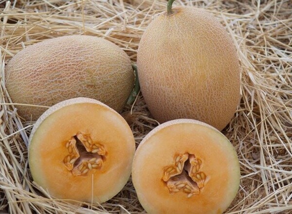 Диня Дакаро F1 – 500 нас. Enza Zaden Диня Дакаро F1 – 500 нас. Enza Zaden