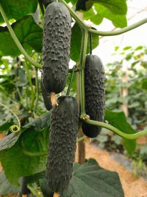 Огурец Альшаны/ Alshany  F1 1000 семян.  (Bejo)