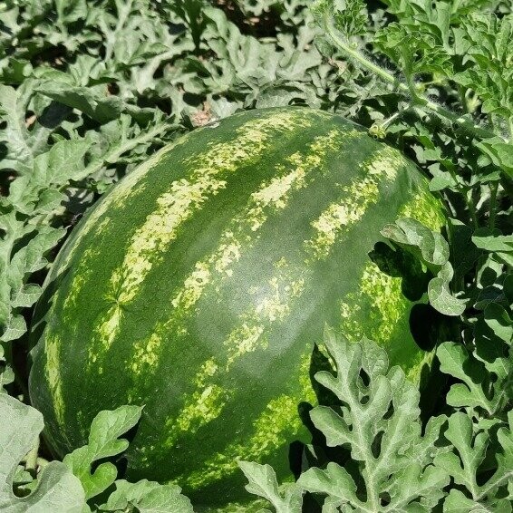 Насіння кавуна Бархан F1 1000 н. (Syngenta) Насіння кавуна Бархан F1 1000 н. (Syngenta)