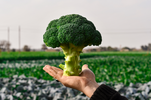 Капуста брокколи Гонгга F1, 2500 семян. (Syngenta) Капуста брокколи Гонгга F1, 2500 семян. (Syngenta)