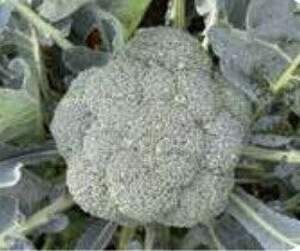 Капуста брокколи Гонгга F1,  2500 семян. (Syngenta) Капуста брокколи Гонгга F1,  2500 семян. (Syngenta)