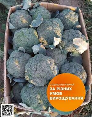 Капуста брокколи Гонгга F1,  2500 семян. (Syngenta)