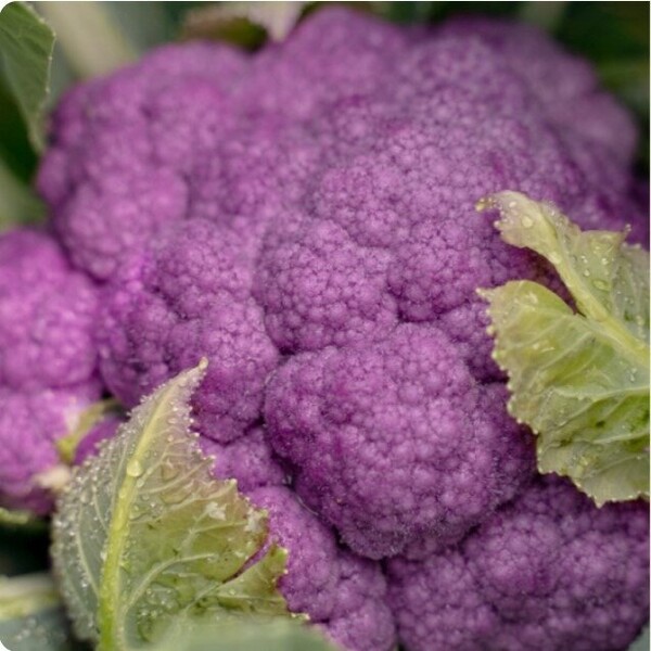 Капуста цветная Деперпл (Депурпл) F1, 1000 семян. (Syngenta) Капуста цветная Деперпл (Депурпл) F1, 1000 семян. (Syngenta)