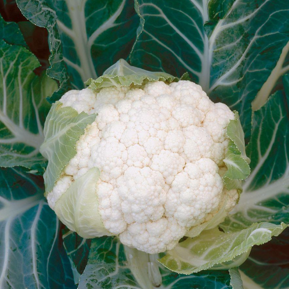 Капуста цвітна Корлану F1 2500 нас. (Syngenta) Капуста цвітна Корлану F1 2500 нас. (Syngenta)