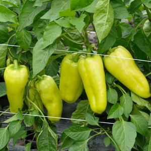 Перець Пірует F1 - 500 насінин (Syngenta)