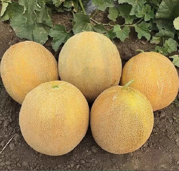 Диня Фландер F1, 500 нас. (Syngenta) Диня Фландер F1, 500 нас. (Syngenta)