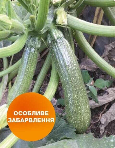 Кабачок Селіена F1, 500 насінин, (Syngenta) Кабачок Селіена F1, 500 насінин, (Syngenta)