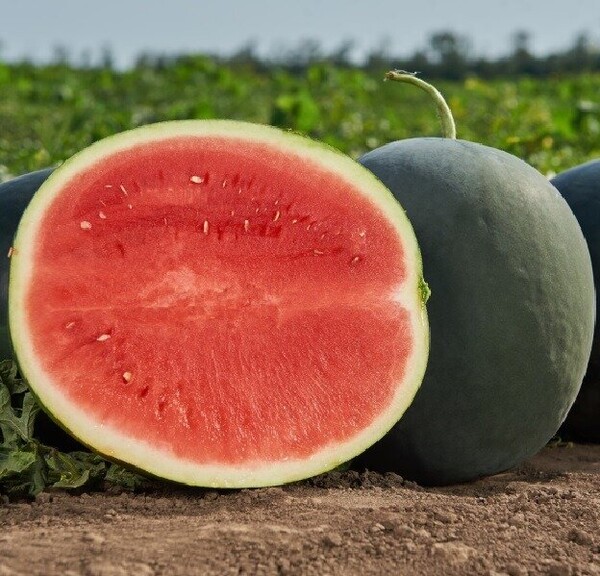 Кавун Морена F1, 1000 нас. (Syngenta) Кавун Морена F1, 1000 нас. (Syngenta)