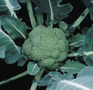 Капуста брокколи Макларен F1,  2500 семян. (Syngenta) Капуста брокколи Макларен F1,  2500 семян. (Syngenta)