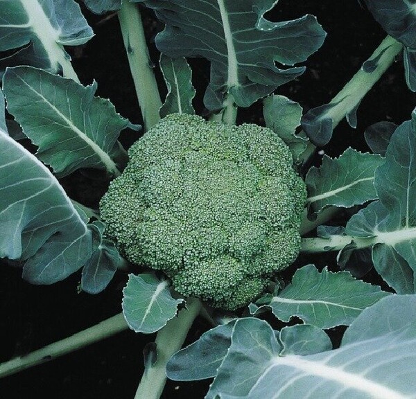 Капуста броколі Макларен F1. 2 500 нас. (Syngenta) Капуста броколі Макларен F1. 2 500 нас. (Syngenta)