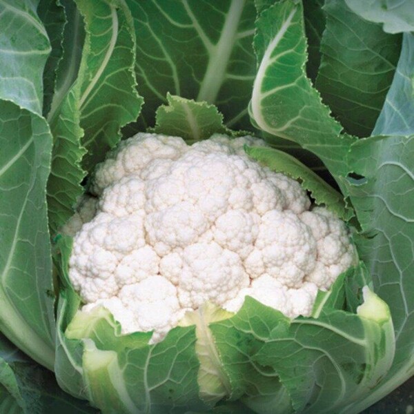 Капуста цветная Алмагро F1 1000 семян. (Syngenta) Капуста цветная Алмагро F1 1000 семян. (Syngenta)