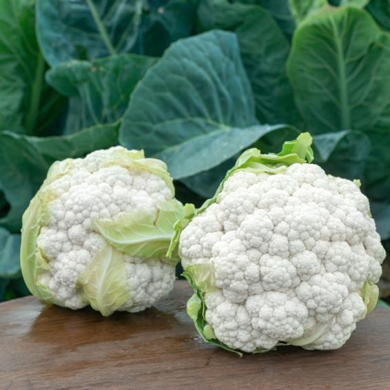 Капуста цветная Електра F1, 1000 семян. (Syngenta) Капуста цветная Електра F1, 1000 семян. (Syngenta)