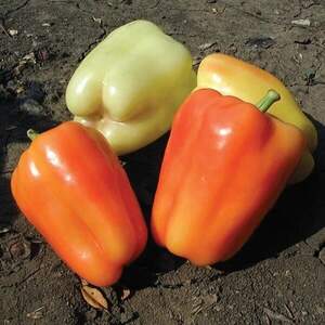 Перец Барлем 500 семян. (Syngenta)