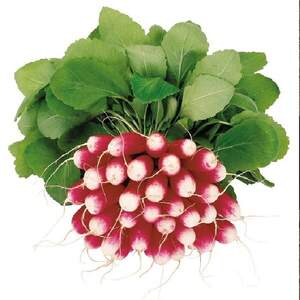 Редис Трето 10 000 семян. (Syngenta)