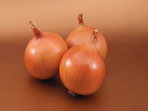 Лук Барусо F1, 250 000 семян. (Syngenta) Лук Барусо F1, 250 000 семян. (Syngenta)