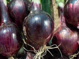 Цибуля Дарко F1, 50 000 нас. (Syngenta) Цибуля Дарко F1, 50 000 нас. (Syngenta)