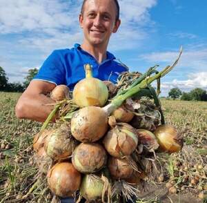 Лук Диско F1, 50 000 семян. (Syngenta) Лук Диско F1, 50 000 семян. (Syngenta)