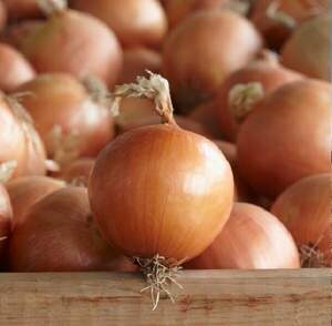 Цибуля Діско F1, 50 000 нас. (Syngenta) Цибуля Діско F1, 50 000 нас. (Syngenta)