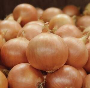 Лук Медайлон F1, 250 000 семян. (Syngenta) Лук Медайлон F1, 250 000 семян. (Syngenta)