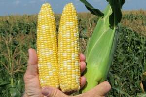 Кукуруза сладкая  БСС1075  F1,  5 000 семян. (Syngenta)