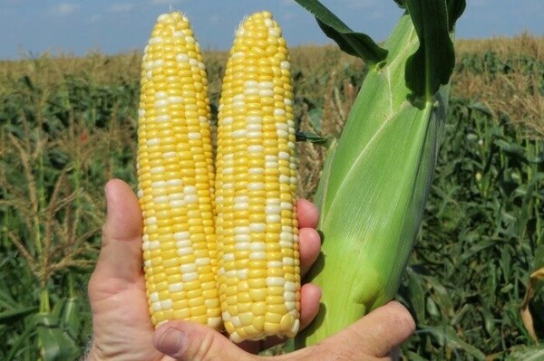 Кукурудза солодка БСС 1075 F1, 5000 насінин. (Syngenta) Кукурудза солодка БСС 1075 F1, 5000 насінин. (Syngenta)