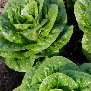 Салат Типикал F1. 5000 семян. (Syngenta)