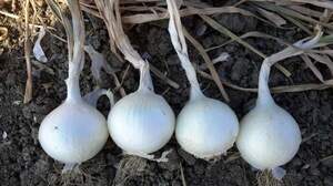 Лук севок Уайт Маджестик /White Majestic 0,5 кг (Netherlands) Лук севок Уайт Маджестик /White Majestic 0,5 кг (Netherlands)