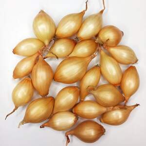 Лук севок озимый Трой/ Troy 10кг. Netherlands Лук севок озимый Трой/ Troy 10кг. Netherlands