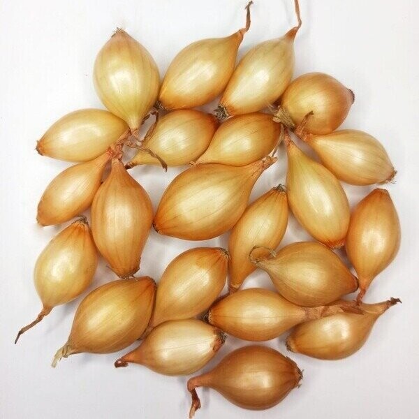 Лук севок озимый Трой/ Troy 1 кг. Netherlands Лук севок озимый Трой/ Troy 1 кг. Netherlands