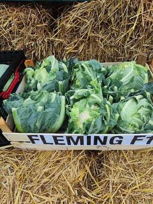 Капуста цветная Флеминг/ Fleming F1,  1000 семян. (Syngenta) Капуста цветная Флеминг/ Fleming F1,  1000 семян. (Syngenta)