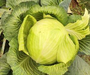 Капуста Вінчі/ Vinci F1 2500 нас.  (Syngenta)