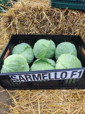 Капуста Сармелло/ Sarmello F1,  2500 семян. (Syngenta)