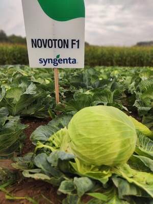 Капуста Новотон/ Novoton F1,  2500 семян. (Syngenta)